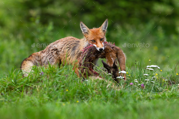 Red fox hunting juvenile roe deer fawn on meadow in summer